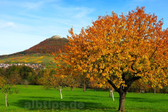 Goldener Oktober am Lettenberg bei Neuffen Goldener Oktober am Lettenberg bei Neuffen