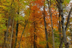 Goldener Oktober am Lettenberg bei Neuffen Goldener Oktober am Lettenberg bei Neuffen