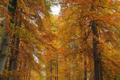 Goldener Oktober am Lettenberg bei Neuffen Goldener Oktober am Lettenberg bei Neuffen