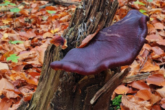 Goldener Oktober am Lettenberg bei Neuffen Goldener Oktober am Lettenberg bei Neuffen