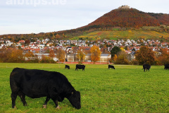 Goldener Oktober am Lettenberg bei Neuffen Goldener Oktober am Lettenberg bei Neuffen