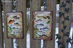 Fischarten im Schalkenmehrener Maar