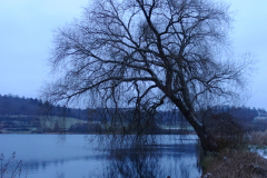 Rund um das Schalkenmehrener Maar (Vulkaneifel)