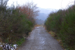 Besondere Vegetation