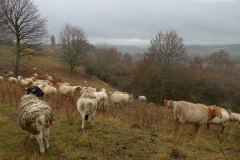 Schafe am Kraterrand