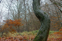 Gewundener Baumstamm