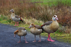 Jungvögel mit Eltern