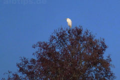 Silberreiher im Laucherttal