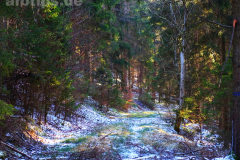 Abenteuerlicher Waldweg