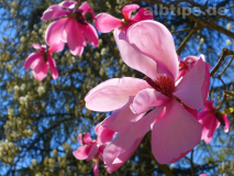 Magnolienblüte