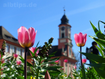 Tulpen vor Schloss Mainau