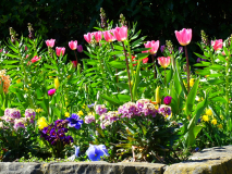 Blumenbeet mit Tulpen