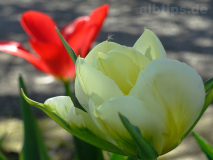Tulpen - weiß und rot
