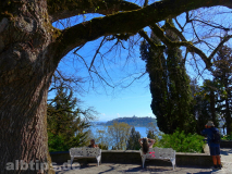 Viktoria-Linde mit Alpenblick