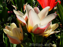 Tulpen im Gegenlicht