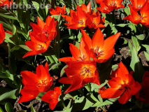 Strahlende Schönheiten