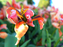 Auch im Verwelken noch schön