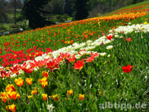 Ein Meer aus Tulpen bei der Frühlingsallee