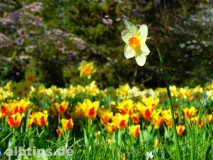 Osterglocken und Tulpen