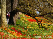 Frühlingsallee mit Tulpen, Tulpen, Tulpen