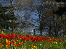 Blick über den Bodensee zu den Alpen