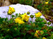 Blüten am Wegesrand