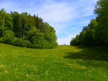 Frühlingsgrün