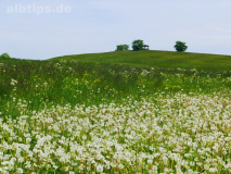 Pusteblume mit Pavillon