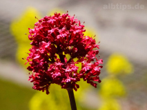 Rote Spornblume vor Helgoländer Klippenkohl