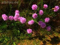 Rhododendron yakushimanum 'Helgoland'