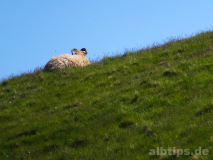 Heidschnucke