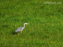Graureiher auf der Jagd