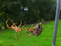 Wilde Tiere