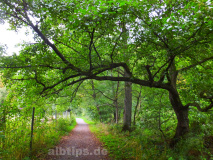 Wanderweg im Düsseltal