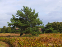 Internationaler Naturpark Bourtanger Moor-Bargerveen