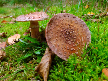Pilze
