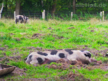 Bentheimer Schweine