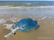 Blaue Nesselqualle (Cyanea lamarckii)