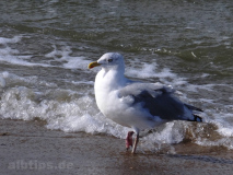 Möwe im Meer