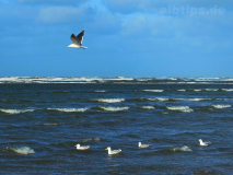 Vögel am Wasser
