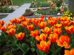 Tulpenblüte auf dem Gönninger Friedhof