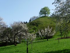 Calverbühl bei Dettingen