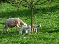 Schäfchen unter Obstbäumen