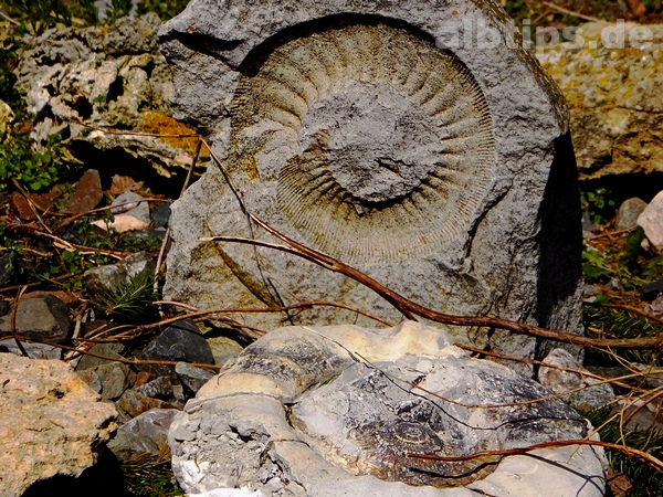 UNESCO Global Geopark Schwäbische Alb - Ammoniten am Heldenfinger Kliff