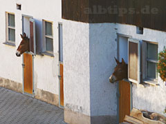 Neugierige Mulis auf dem Sägehof