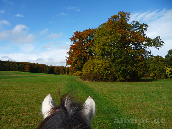 Wanderreiten im Goldenen Oktober