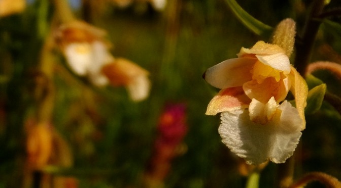 Orchideen der Schwäbischen Alb