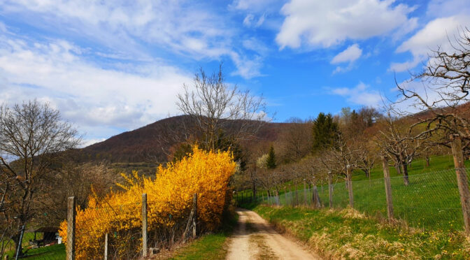 Vom Paradiesweg durch Streuobstwiesen