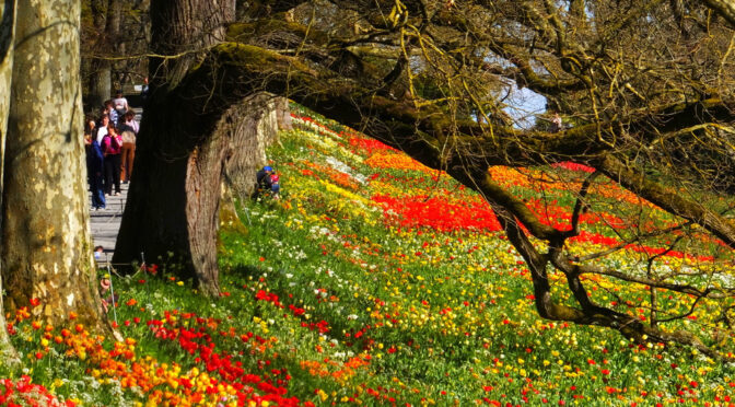 Spaziergang auf der Insel Mainau (€)