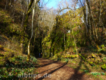Felsen und Märzenbecher im Wolfstal